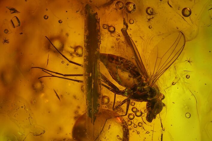 Fossil Fly (Diptera) & Oak Hairs In Baltic Amber #170059